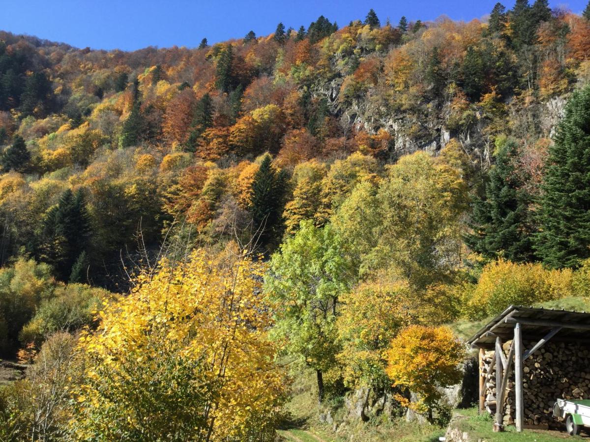 Gite Leonline Sur Les Hauteurs De Masevaux -Au Pied Des Vosges Masevaux-Niederbruck Exterior foto